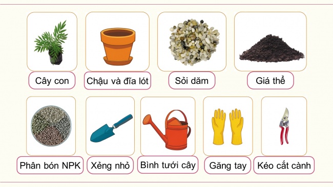 Soạn giáo án điện tử công nghệ 4 cánh diều Bài 6: Trồng và chăm sóc hoa trong chậu