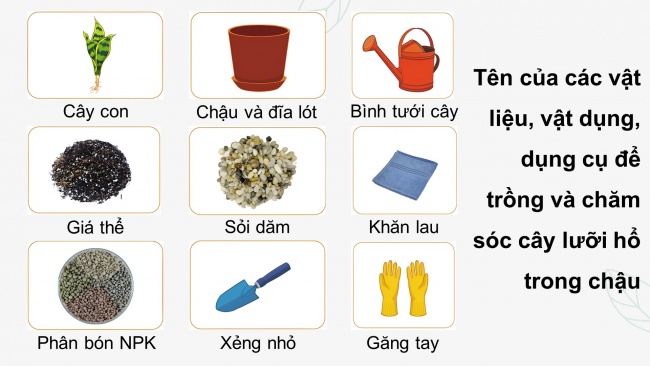 Soạn giáo án điện tử công nghệ 4 cánh diều Bài 7: Trồng và chăm sóc cây cảnh trong chậu