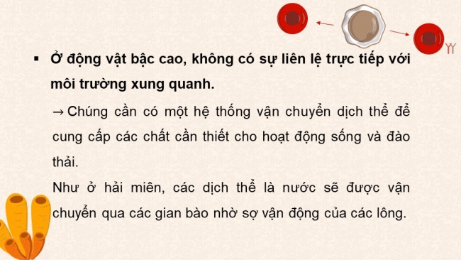 Soạn giáo án điện tử sinh học 11 CTST Bài 10: Tuần hoàn ở động vật (P1)