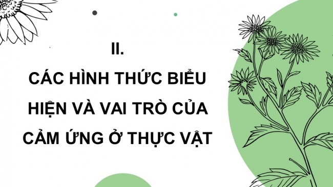 Soạn giáo án điện tử sinh học 11 CTST Bài 15: Cảm ứng ở thực vật