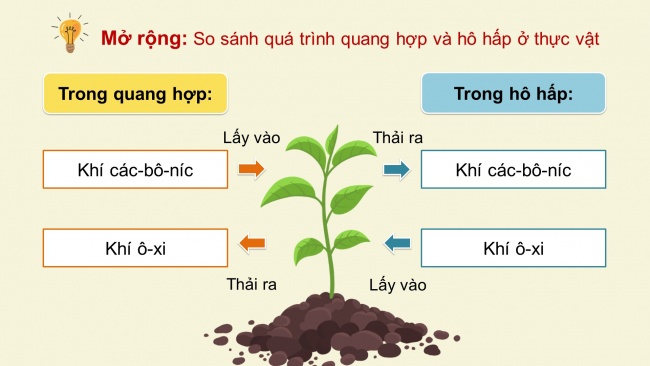 Soạn giáo án điện tử khoa học 4 cánh diều Bài 13: Nhu cầu sống của thực vật và chăm sóc cây trồng (P2)