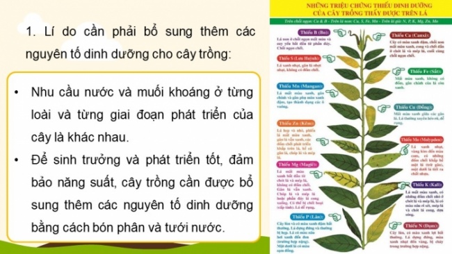 Soạn giáo án điện tử KHTN 8 KNTT Bài 12: Phân bón hoá học