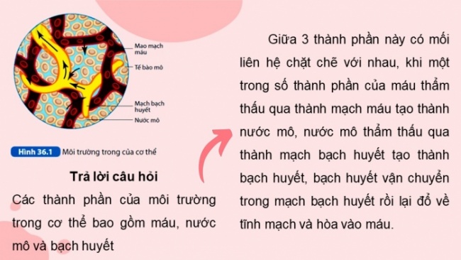 Soạn giáo án điện tử KHTN 8 KNTT Bài 36: Điều hòa môi trường trong của cơ thể người