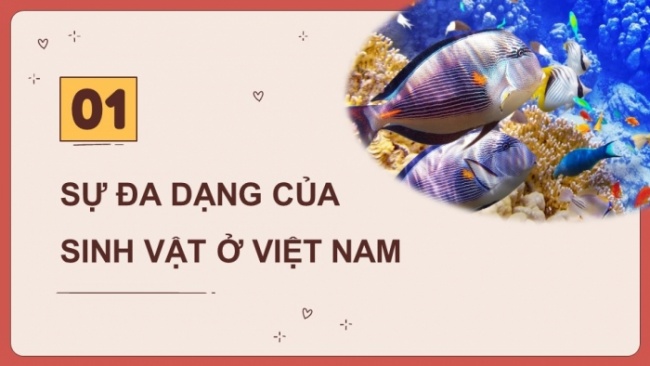 Soạn giáo án điện tử Địa lí 8 KNTT Bài 10: Sinh vật Việt Nam