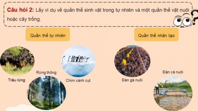 Soạn giáo án điện tử KHTN 8 KNTT Bài 42: Quần thể sinh vật