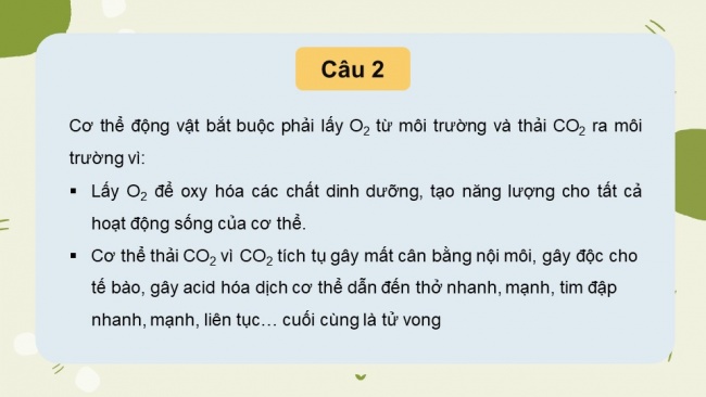 Soạn giáo án điện tử sinh học 11 KNTT Bài 9: Hô hấp ở động vật (P1)