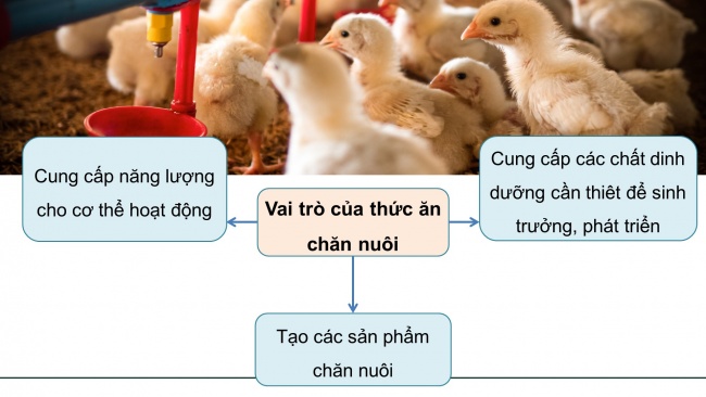 Soạn giáo án điện tử công nghệ chăn nuôi 11 KNTT Bài 7: Thức ăn và nhu cầu dinh dưỡng của vật nuôi