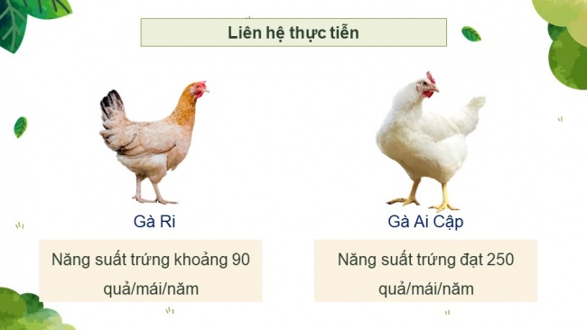 Soạn giáo án điện tử công nghệ chăn nuôi 11 KNTT: Ôn tập chương 2