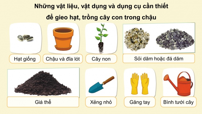 Soạn giáo án điện tử công nghệ 4 cánh diều Bài 5: Gieo hạt và trồng cây con  trong chậu | Tech12h