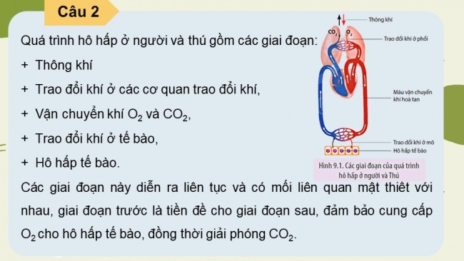 Soạn giáo án điện tử sinh học 11 CTST Bài 9: Hô hấp ở động vật