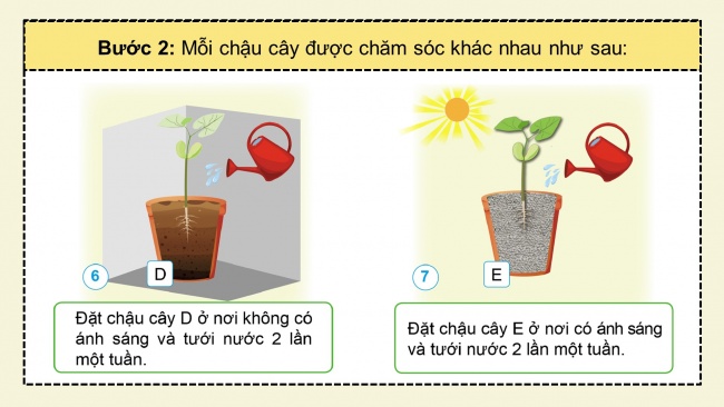 Soạn giáo án điện tử khoa học 4 cánh diều Bài 13: Nhu cầu sống của thực vật và chăm sóc cây trồng (P1)