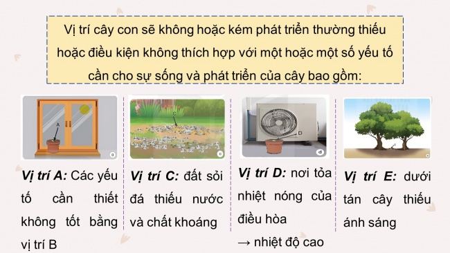 Soạn giáo án điện tử khoa học 4 KNTT Bài 18: Ôn tập chủ đề thực vật và động vật