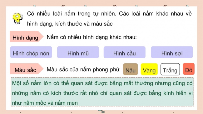 Soạn giáo án điện tử khoa học 4 CTST Bài 19: Sự đa dạng của nấm