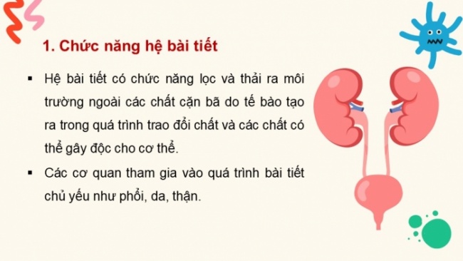 Soạn giáo án điện tử KHTN 8 KNTT Bài 35: Hệ bài tiết ở người