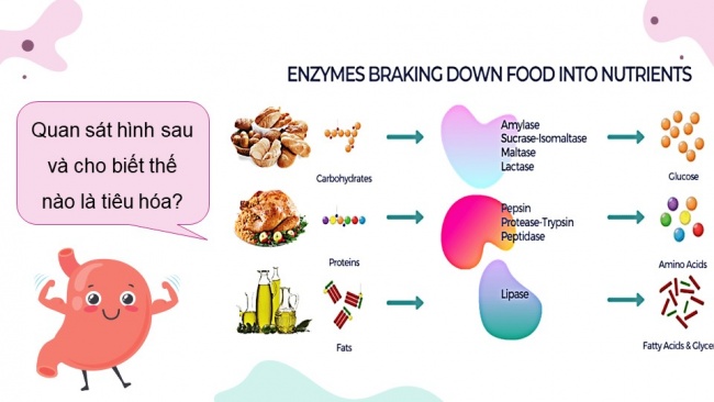 Soạn giáo án điện tử sinh học 11 KNTT Bài 8: Dinh dưỡng và tiêu hóa ở động vật