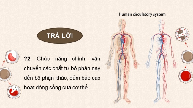 Soạn giáo án điện tử sinh học 11 KNTT Bài 10: Tuần hoàn ở động vật (P1)