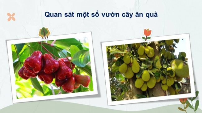 Soạn giáo án điện tử tiếng việt 4 KNTT Bài 13 Đọc: Vườn của ông tôi