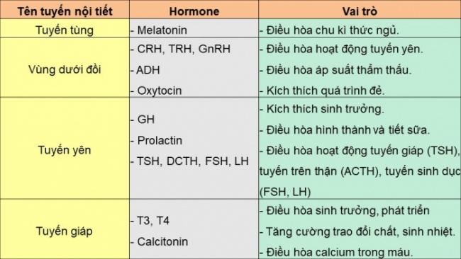 Soạn giáo án điện tử KHTN 8 CD Bài 35: Hệ nội tiết ở người