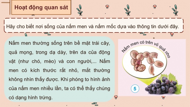 Soạn giáo án điện tử khoa học 4 cánh diều Bài 15: Nấm và một số nấm được dùng làm thức ăn