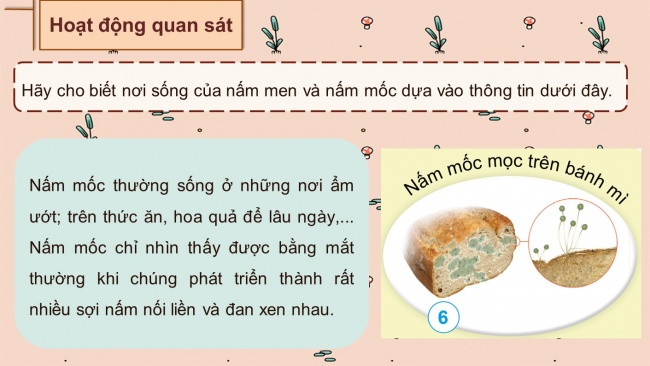 Soạn giáo án điện tử khoa học 4 cánh diều Bài 15: Nấm và một số nấm được dùng làm thức ăn