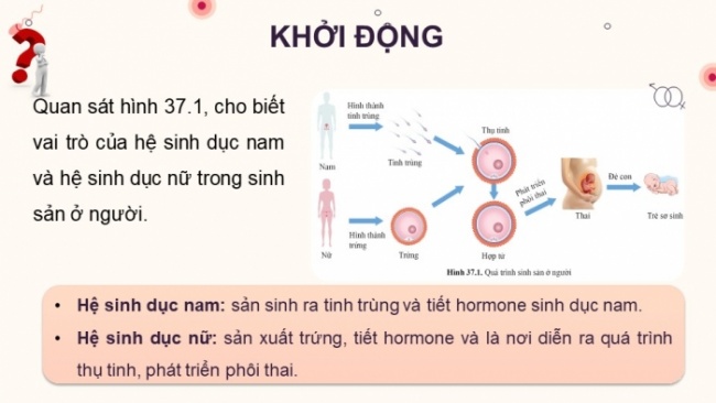 Soạn giáo án điện tử KHTN 8 CD Bài 37: Sinh sản ở người