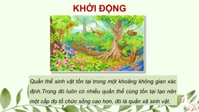 Soạn giáo án điện tử KHTN 8 KNTT Bài 43: Quần xã sinh vật