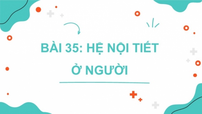 Soạn giáo án điện tử KHTN 8 CD Bài 35: Hệ nội tiết ở người
