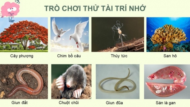 Soạn giáo án điện tử KHTN 8 CD Bài 38: Môi trường và các nhân tố sinh thái