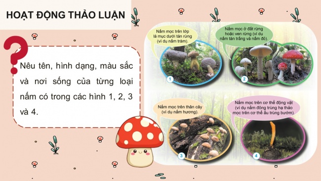 Soạn giáo án điện tử khoa học 4 cánh diều Bài 15: Nấm và một số nấm được dùng làm thức ăn