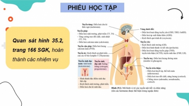 Soạn giáo án điện tử KHTN 8 CD Bài 35: Hệ nội tiết ở người