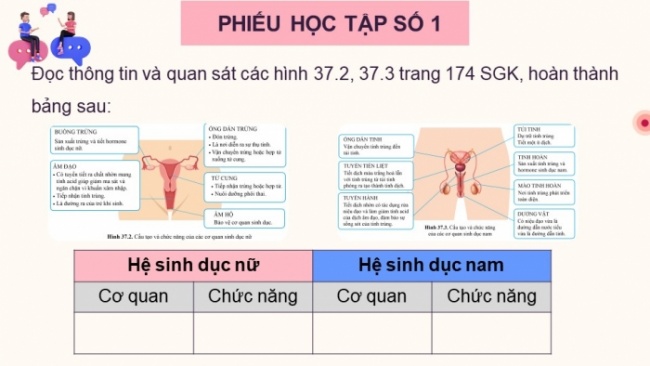 Soạn giáo án điện tử KHTN 8 CD Bài 37: Sinh sản ở người