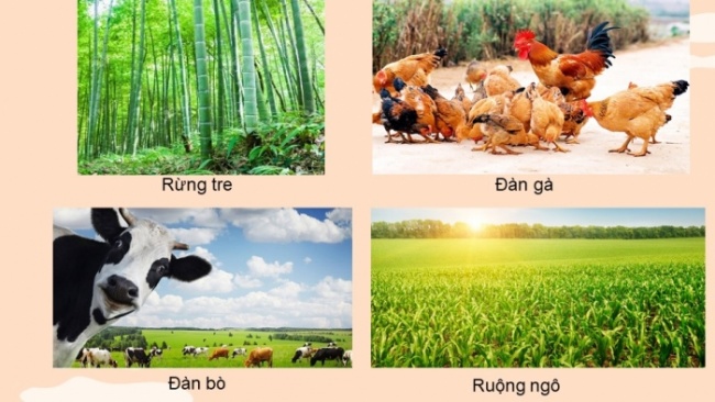 Soạn giáo án điện tử KHTN 8 CD Bài 39: Quần thể sinh vật