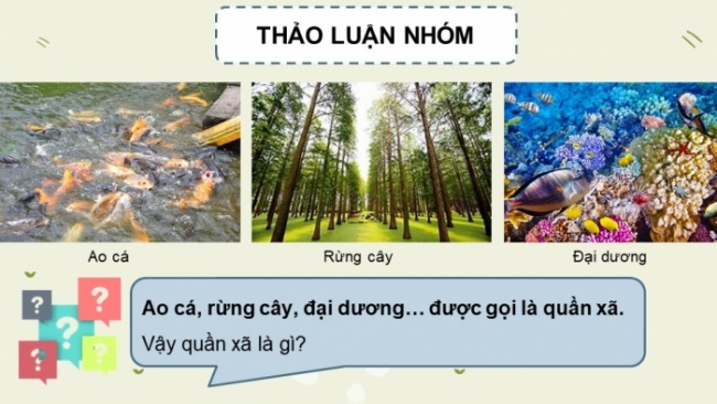 Soạn giáo án điện tử KHTN 8 CD Bài 40: Quần xã sinh vật