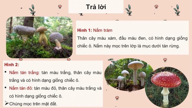 Soạn giáo án điện tử khoa học 4 cánh diều Bài 15: Nấm và một số nấm được dùng làm thức ăn