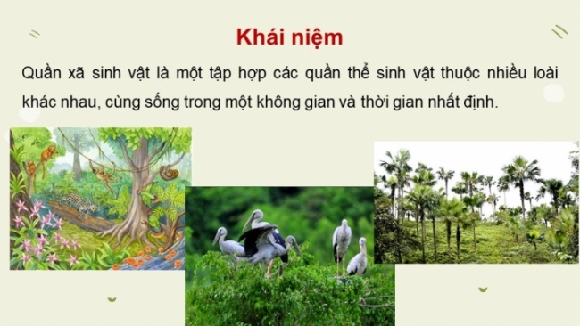 Soạn giáo án điện tử KHTN 8 CD Bài 40: Quần xã sinh vật