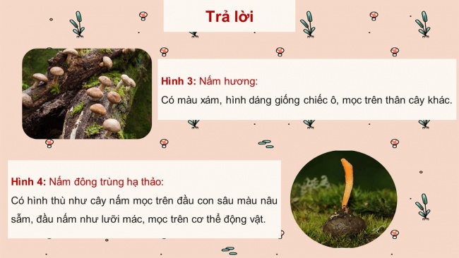 Soạn giáo án điện tử khoa học 4 cánh diều Bài 15: Nấm và một số nấm được dùng làm thức ăn