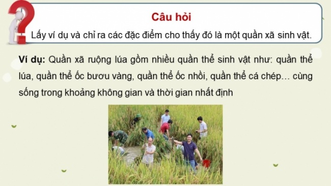 Soạn giáo án điện tử KHTN 8 CD Bài 40: Quần xã sinh vật