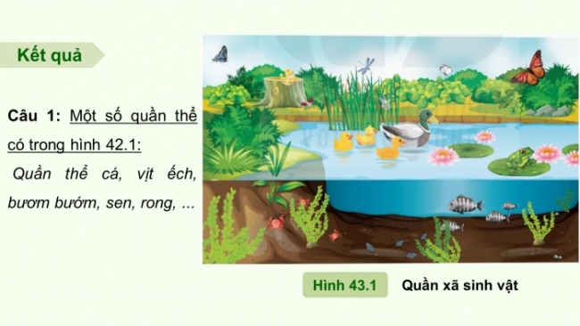 Soạn giáo án điện tử KHTN 8 KNTT Bài 43: Quần xã sinh vật