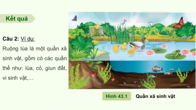 Soạn giáo án điện tử KHTN 8 KNTT Bài 43: Quần xã sinh vật