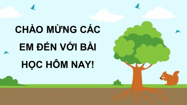 Soạn giáo án điện tử khoa học 4 cánh diều Bài: Ôn tập chủ đề sinh vật và môi trường