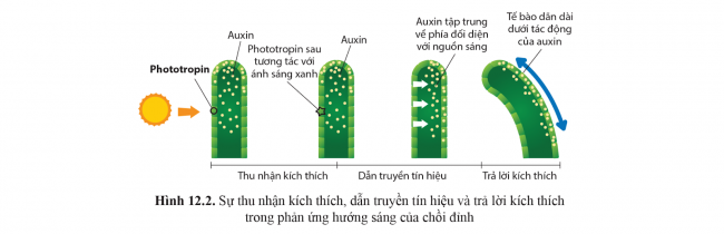 Lý thuyết trọng tâm sinh học 11 cánh diều bài 12: Cảm ứng ở thực vật