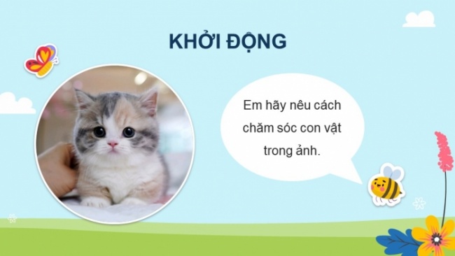 Soạn giáo án điện tử khoa học 4 cánh diều Bài: Ôn tập chủ đề Thực vật và động vật