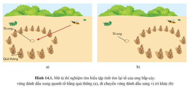 Lý thuyết trọng tâm sinh học 11 cánh diều bài 14: Tập tính ở động vật