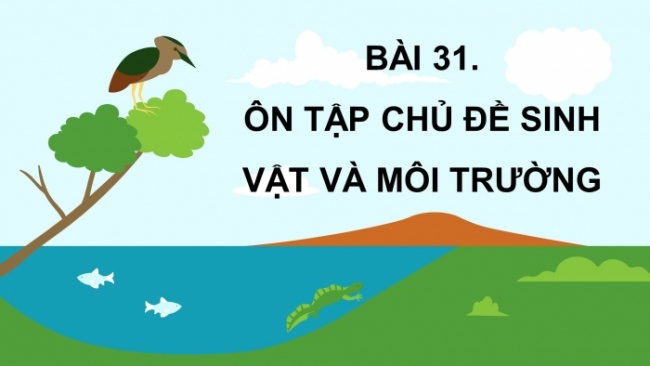 Soạn giáo án điện tử khoa học 4 cánh diều Bài: Ôn tập chủ đề sinh vật và môi trường