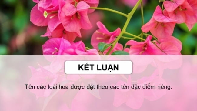 Soạn giáo án điện tử tiếng việt 4 CTST CĐ 6 Bài 5 Đọc: Hoa cúc áo