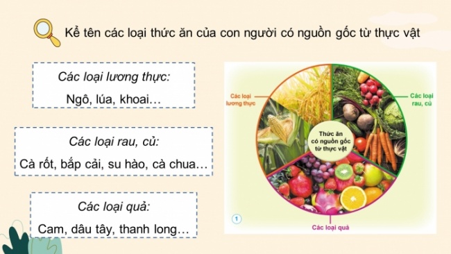 Soạn giáo án điện tử khoa học 4 cánh diều Bài 23: Vai trò của thực vật trong chuỗi thức ăn