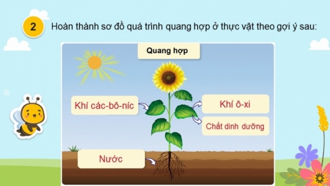 Soạn giáo án điện tử khoa học 4 cánh diều Bài: Ôn tập chủ đề Thực vật và động vật