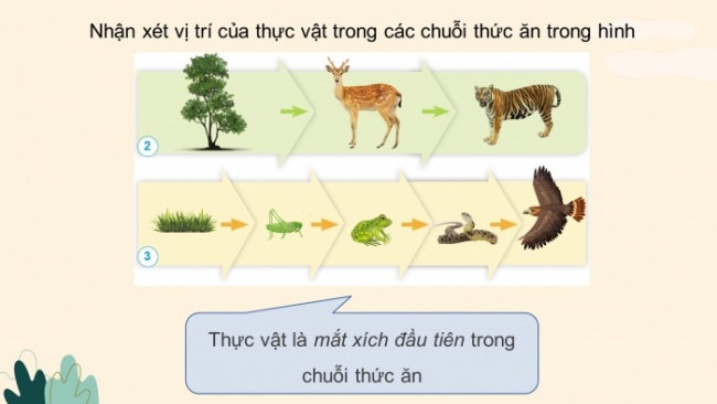 Soạn giáo án điện tử khoa học 4 cánh diều Bài 23: Vai trò của thực vật trong chuỗi thức ăn