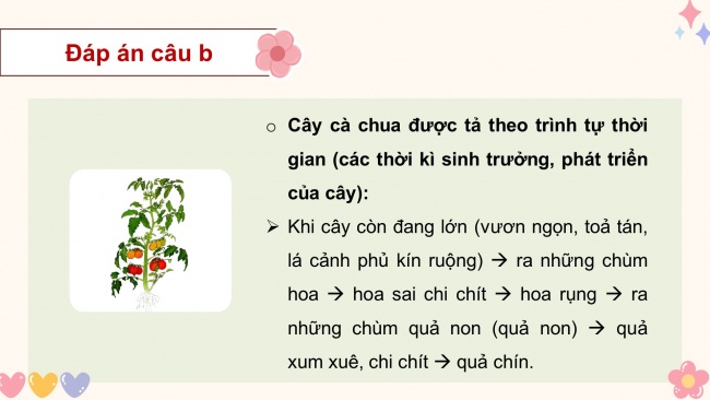 Soạn giáo án điện tử tiếng việt 4 KNTT Bài 18 Viết: Tìm hiểu cách viết bài văn miêu tả cây cối (tiếp theo)