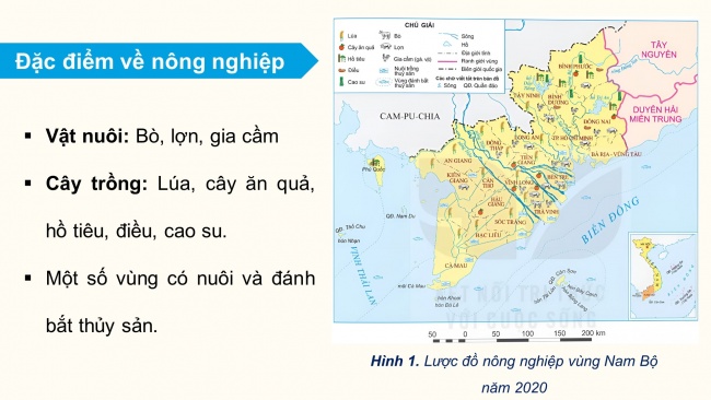 Soạn giáo án điện tử lịch sử và địa lí 4 KNTT Bài 25: Dân cư và hoạt động sản xuất ở vùng Nam Bộ